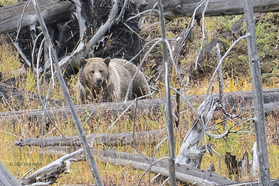 Grizzly bear mother in forest