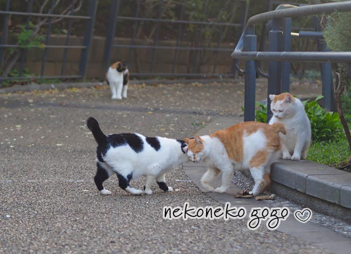 ねこ散歩で出会った猫さん