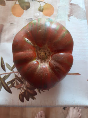 TOMATE. DACHA DE SACHA.