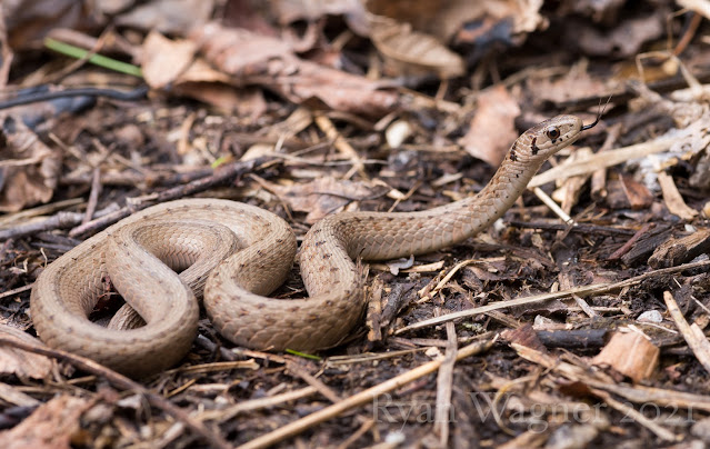 northern brown snake ohio