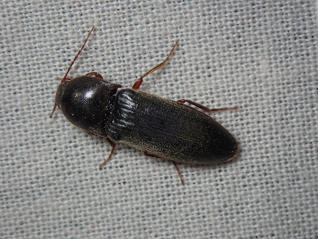 Brachygonus sp