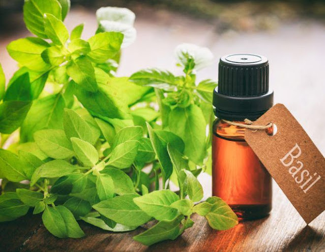 Basil Extracts Market