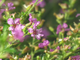 False heather (Chuphea Hyssopifa)