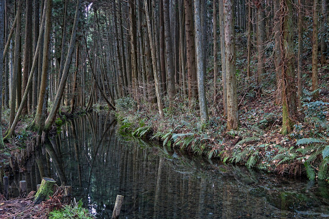 #photo #landscape #sigma #foveon #sdquattroh #japan #yamagata #tsuruoka #写真 #風景写真 #山形帝國 #山形県 #鶴岡市