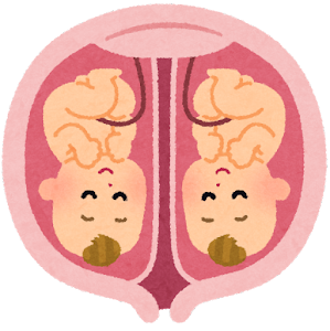 双子の胎児のイラスト1