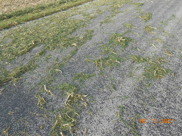 Grassy road with some interesting patterns