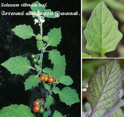 solanum-villosum-leaf