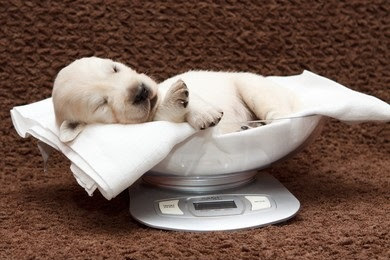 How Much Should a Newborn Puppy Weigh?