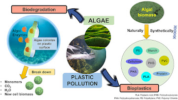 A chart showing how algae can be used to fight plastic pollution.