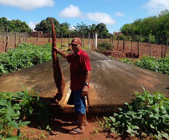  Mandioca gigante de 1,68m é colhida por agricultor em sítio no Ceará