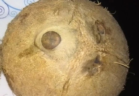 mata pada buah kelapa