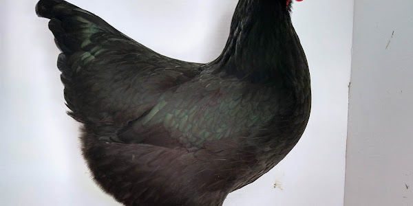 Langshan Chicken (Gallus gallus domesticus)