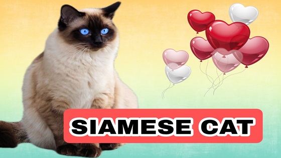 Siamese Cat Lovely Cat