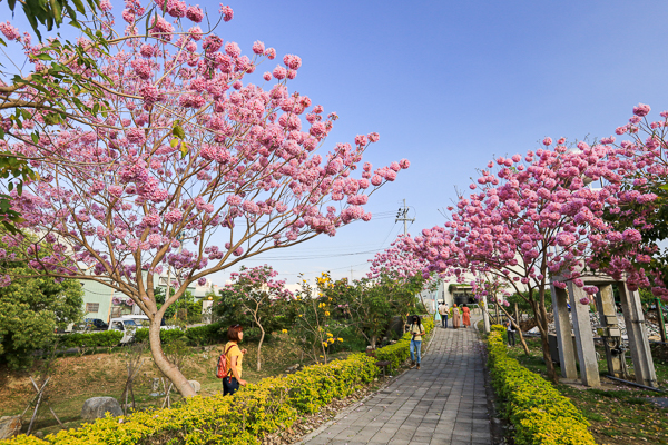 台中霧峰北峰公園洋紅風鈴木盛開好夢幻，愛心水池約會好去處