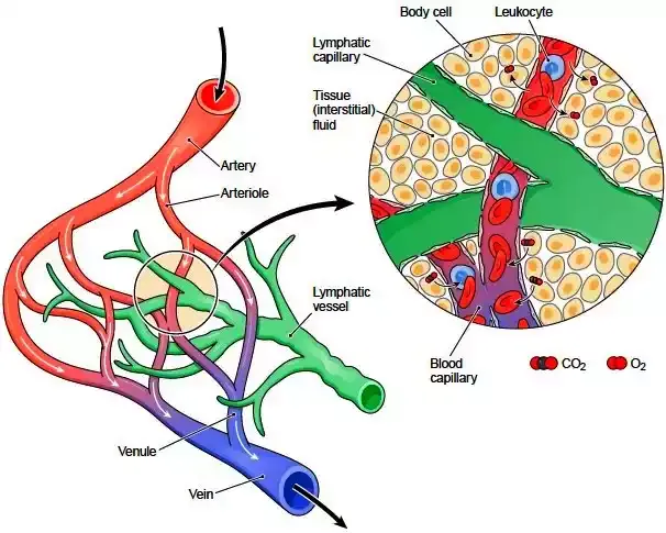 रुधिर और लसीका में अंतर | difference between blood and lymph- Hindi various info