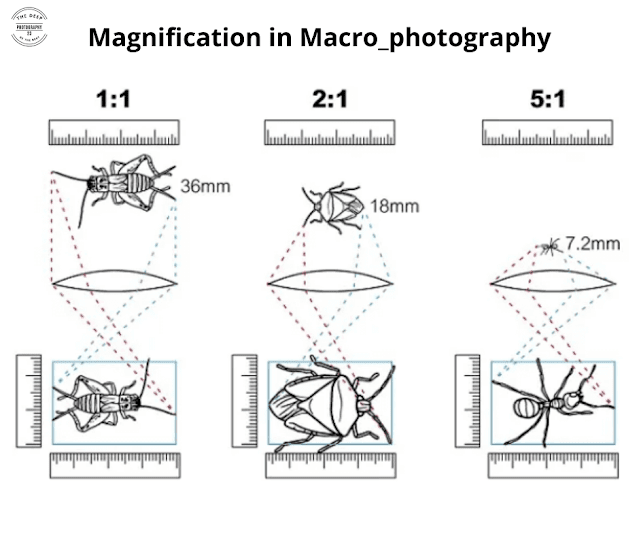 magnification in macro photography