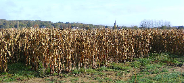 Seed maize ready to harvest, Indre et Loire, France. Photo by Loire Valley Time Travel.