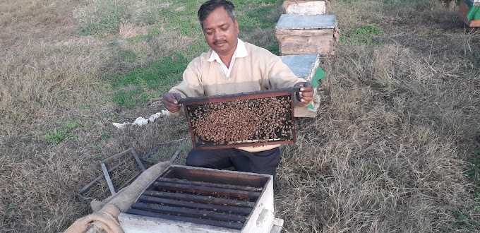 Visiting Bee Apiary, Kurukshetra 