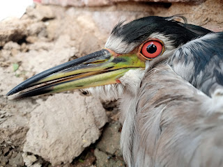 Black Night Crowned Heron