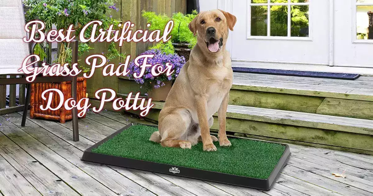 The Best Artificial Grass For Dog Potty - Universe For Pets