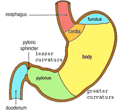 Human Stomach structure