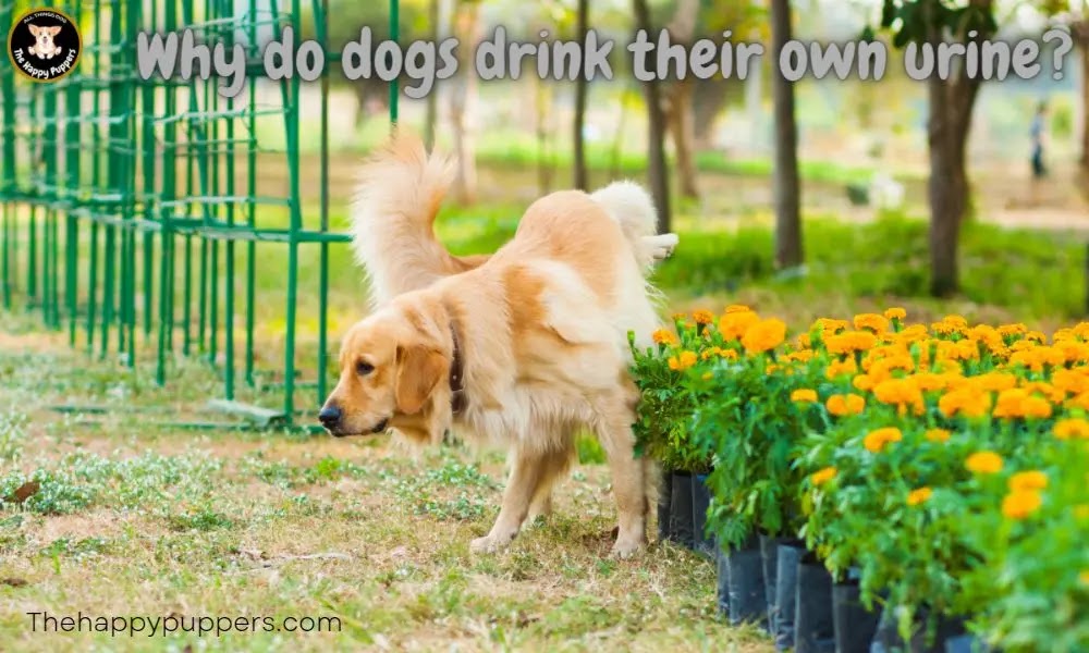 Why dogs drink their urine?