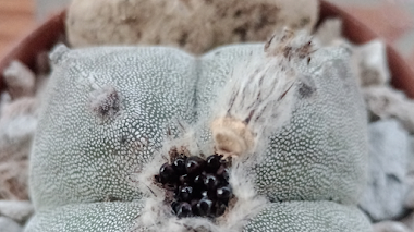 Astrophytum Myriostigma Quadricostatum