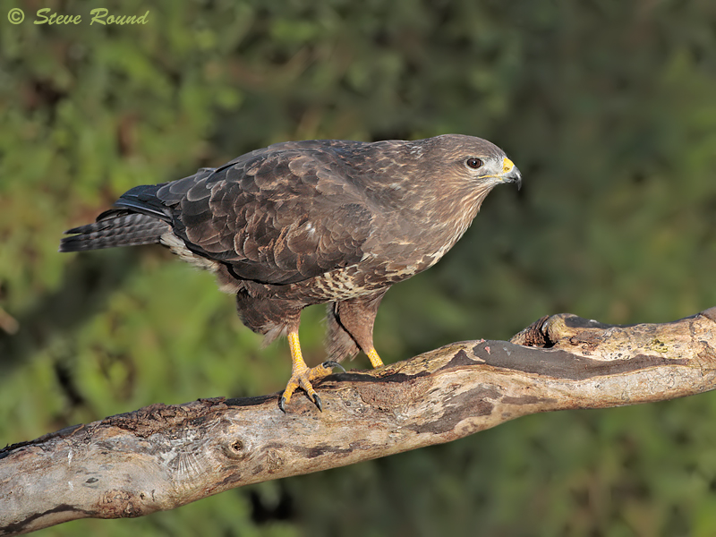 Common Buzzard, Buteo buteo