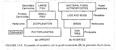 Pyramids of numbers (A) in pond ecosystem (b) in parasitic food chains