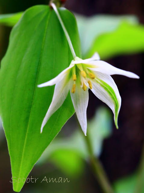 Disporum smilacinum