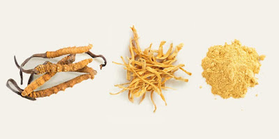 Key active constituents of Cordyceps sinensis