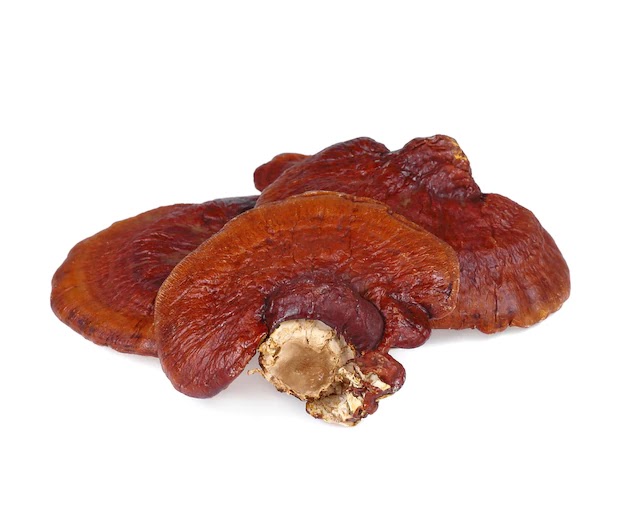 Ganoderma Mushroom Products in Stockholm | MycoNutra® Ganoderma | MycoNutra® reishi mushroom products   