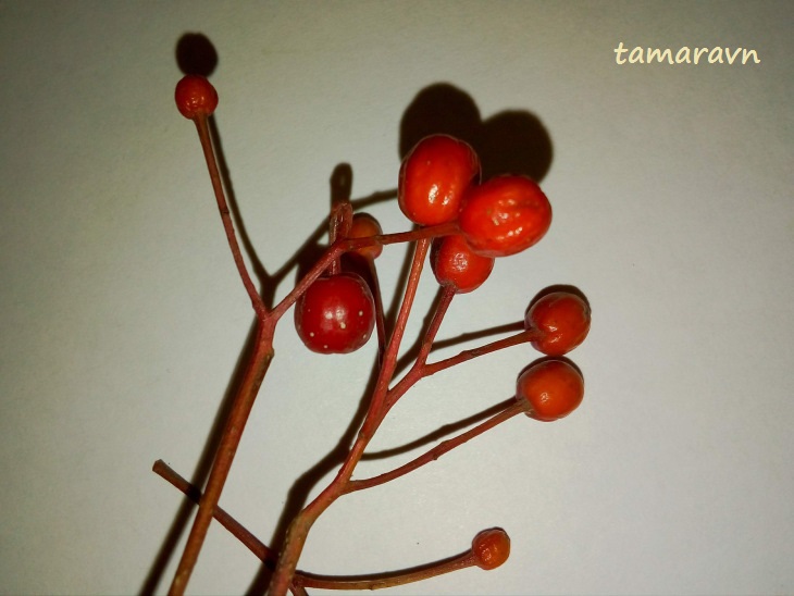 Мелкоплодник ольхолистный (Micromeles alnifolia)