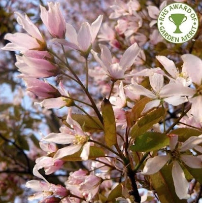 Amelanchier x grandiflora 'Robin Hill'