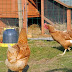 Backyard Poultry Farming