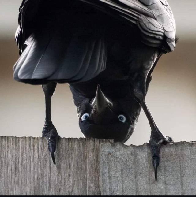 AVvXsEhzzbOMDMhoUoaZOo8fY0Qujz34X9Ler3nbEyCbrv2unaxRowmbY33_GzPoGQy2Jp2VVaV2N6KCJo4DnbztWhDXL-2VcYq2O825Ff8HjVezZrXb_b_hQroKz_LKGjrAwAWRbIjWsdwNybRqfE8c4MKp75Tua-kk7aFV_gUTTJruhs1TLdECXAdlKqYxJJk