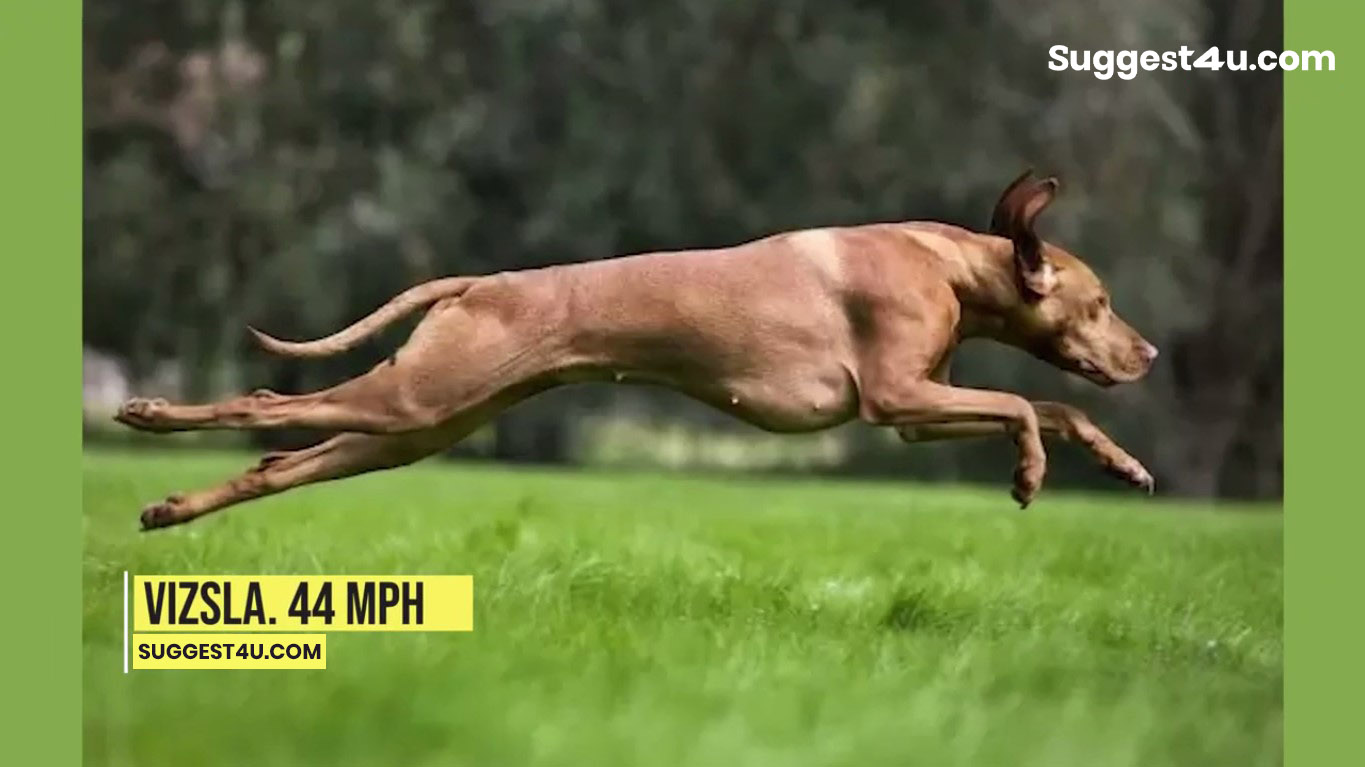 top ten fastest dogs in the world