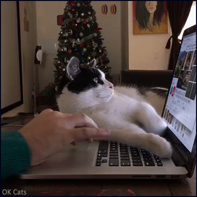 Christmas Cat GIF • When your helpful cat lies on laptop keyboard, it makes it a little hard for homework  [gif-ok-cats.com]