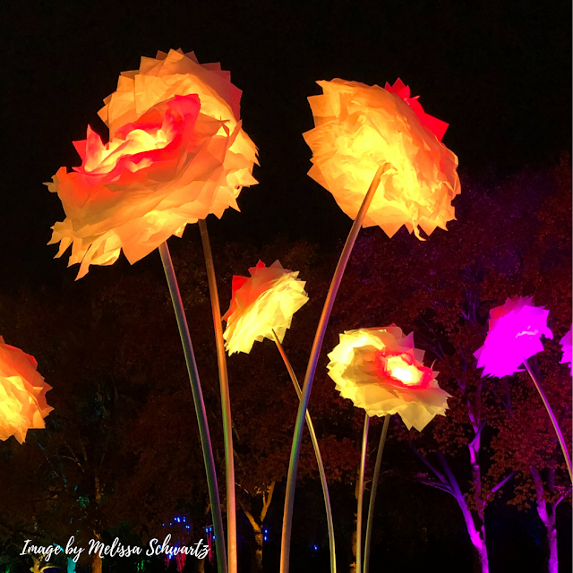Peonies blaze against the night sky during Chicago Botanic Garden's Lightscape.