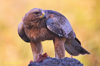 AVES Y NATURALEZA DE LAS ISLAS BALEARES