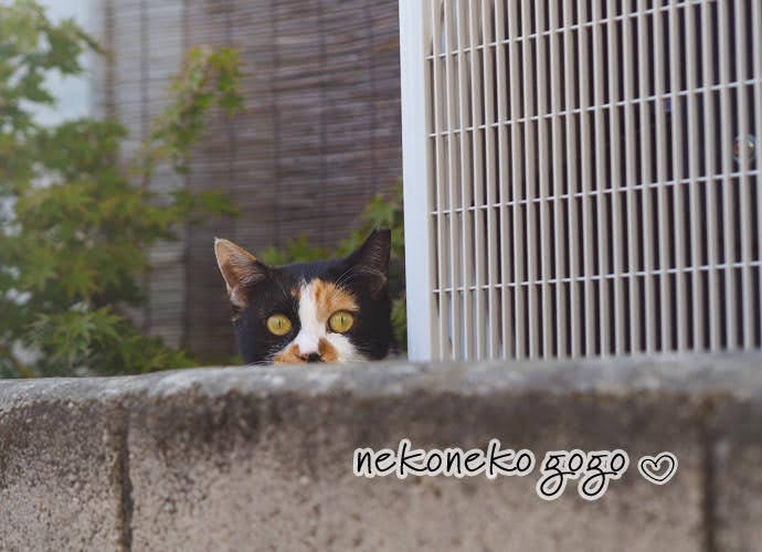 ねこ散歩で会った三毛猫さん