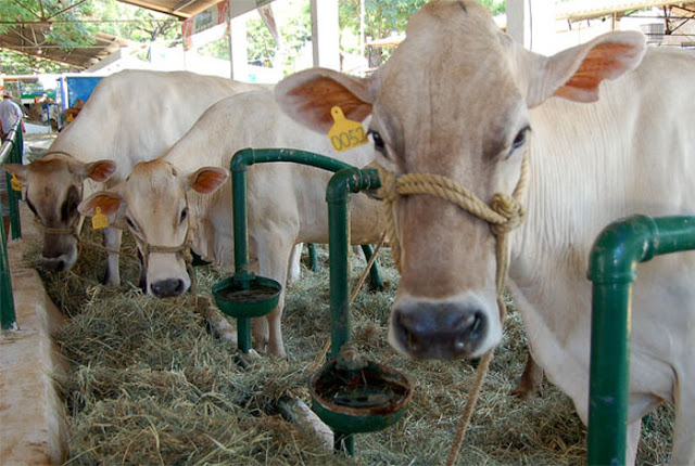 CARORA SE VESTIRÁ DE FERIA EN EL MES DE JUNIO