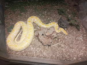 Albino Python.