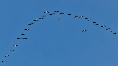 Wildgänse im Formationsflug