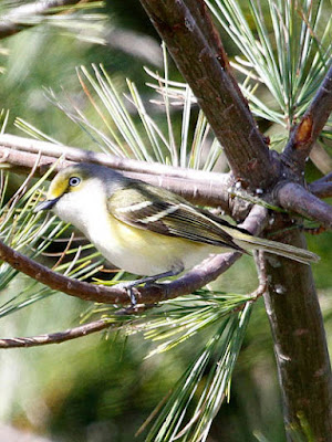 Photo of White-eyed Vireo in tree
