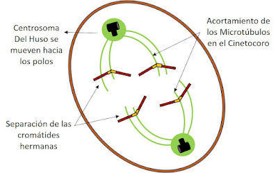 En Anafase las cromátides hermanas se separan sincrónicamente para formar dos cromosomas hermanos .