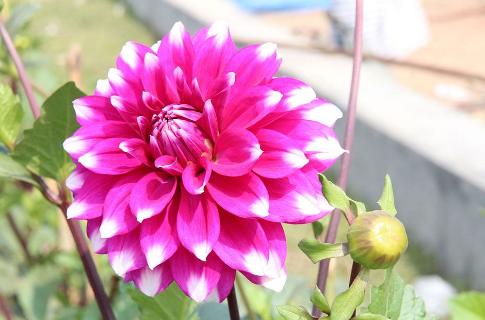 Dahlia Flower Pictures - Flower Pics - Flower Pic 2023 Images, Pictures Download - Different Flowers Pictures - fuller chobi - NeotericIT.com