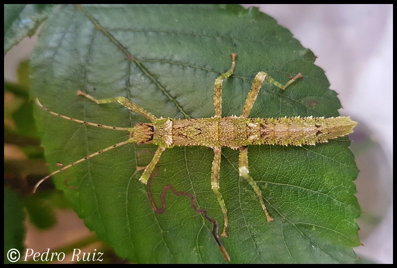 Ninfa macho L3 de Eurycantha insularis, 3,7 cm de longitud