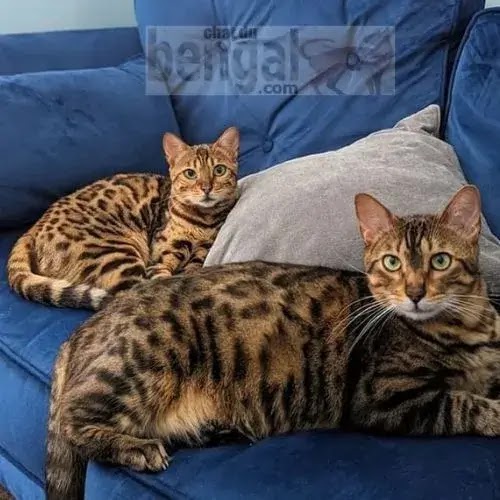 chat tigre: chat Bengal