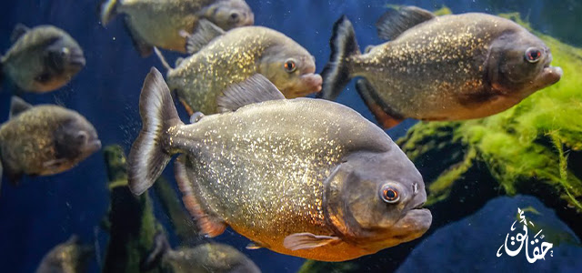 10 أسماك قاتلة في العالم